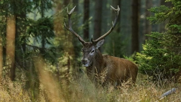 3 marca - Światowy Dzień Dzikiej Przyrody